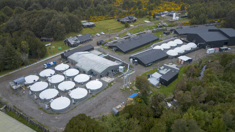 Nueva muerte de trabajador del salmón: Cae a estanque con químicos en empresa noruega en Chiloé